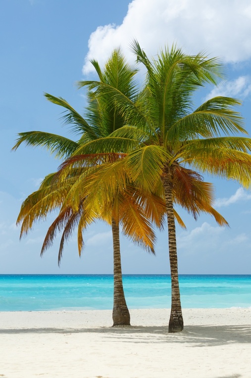 palm palm